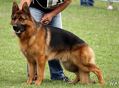 Pino